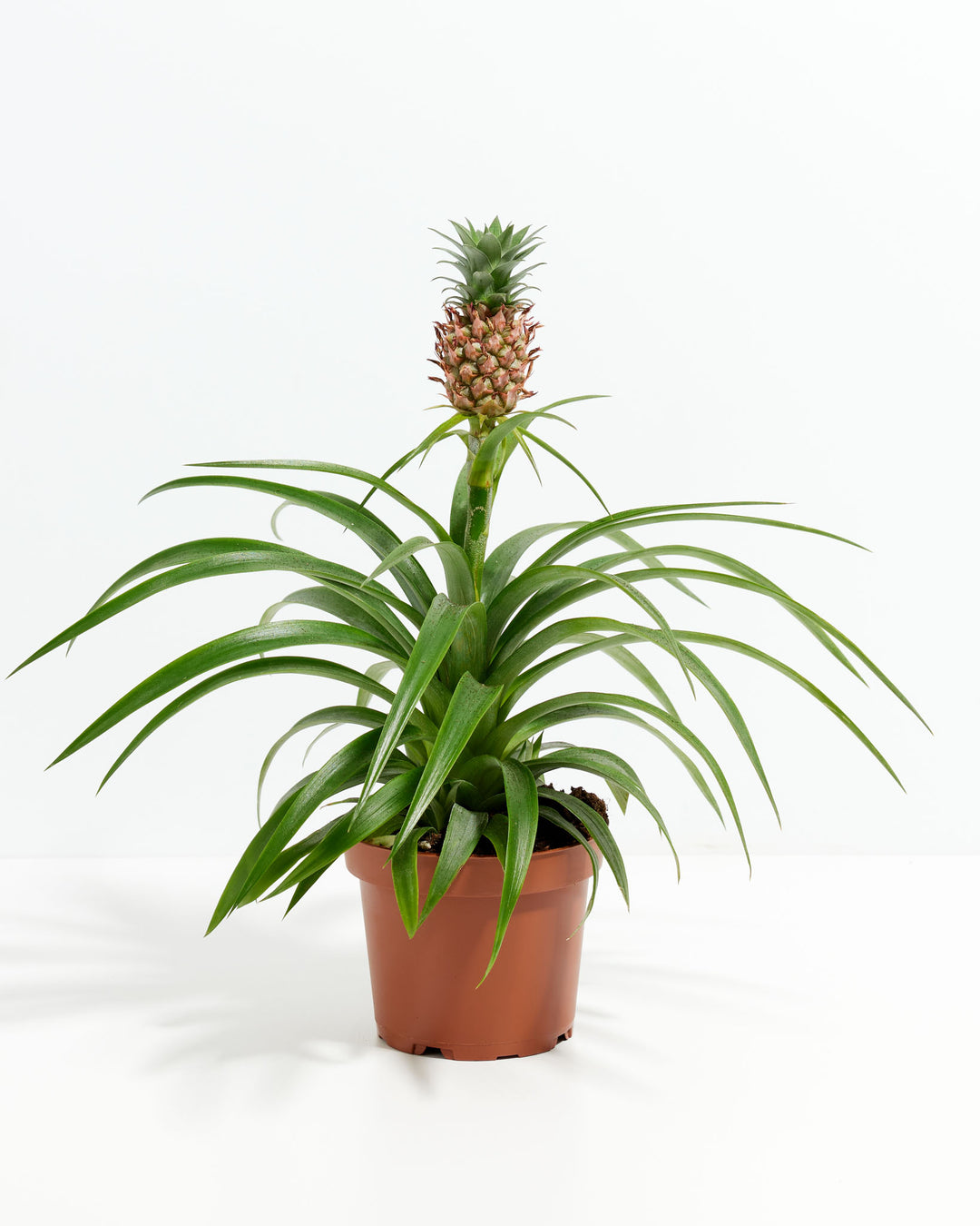 Pineapple Plant featuring a rosette of slender, arching green leaves with a single small pineapple fruit developing reddish-brown scales and a miniature crown on a tall central stem, housed in a terracotta-colored plastic grower pot, centered against a clean white background.
