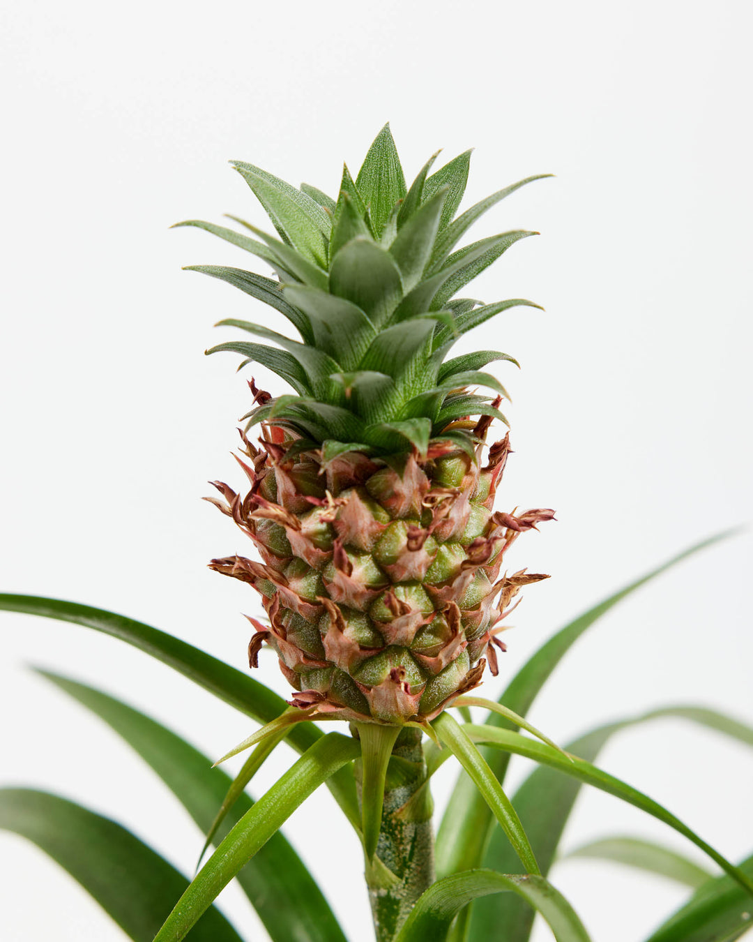 Pineapple Plant featuring a close-up detail view of its small, ripening pineapple fruit with reddish-brown tinged scales, topped by a miniature green leafy crown and supported by a thick central stalk, set against a clean white background.