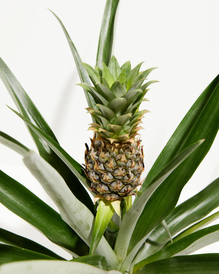 Pineapple Plant featuring a close-up detail view of its small, unripe green fruit growing from a sturdy central stem surrounded by long, spiky green leaves, without a pot visible, set against a clean white background.