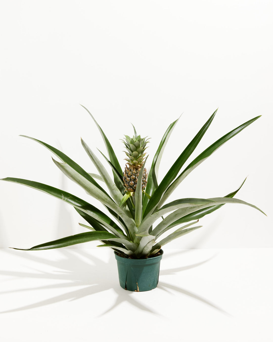Pineapple Plant featuring a rosette of wide-spreading, spiky green leaves with a small, unripe green pineapple fruit growing upright from a central stalk, housed in a basic green plastic grower pot, centered against a clean white background with a sharp shadow.