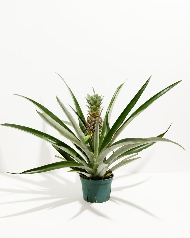 Pineapple Plant featuring a rosette of wide-spreading, spiky green leaves with a small, unripe green pineapple fruit growing upright from a central stalk, housed in a basic green plastic grower pot, centered against a clean white background with a sharp shadow.