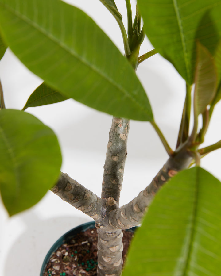 Plumeria, Lively Root, Plant, , , , 