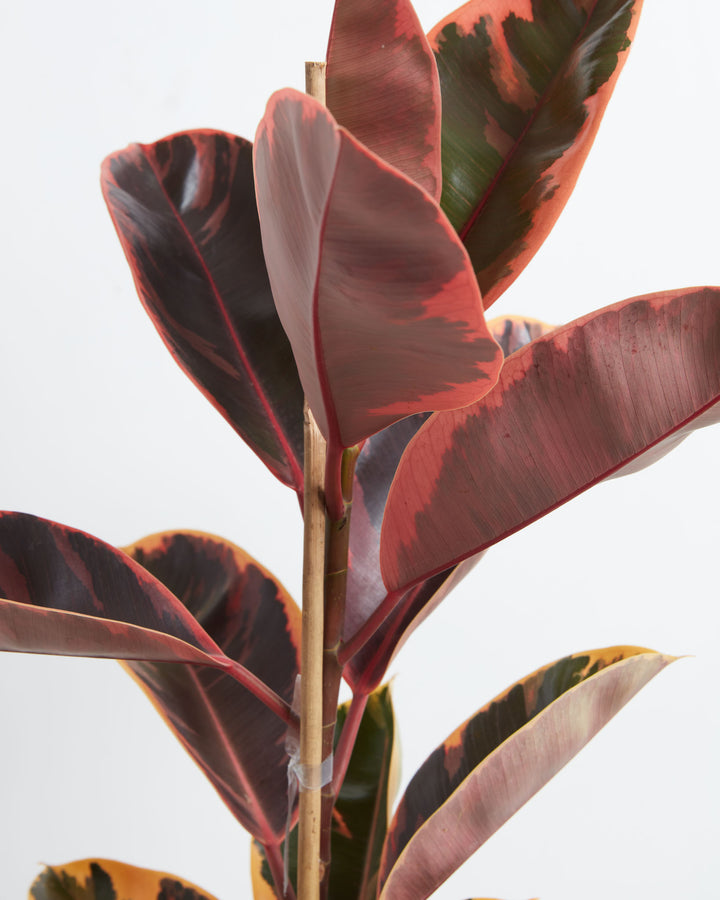 Ruby Rubber Tree Plant featuring a close-up detail view of its upper stalk, highlighting the underside of its thick, elongated leaves which display a striking, deep reddish-pink hue, attached to a central stem supported by a vertical wooden dowel, set against a clean white background.