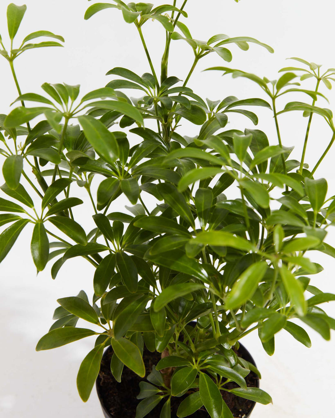 Mini Schefflera Umbrella Tree, Lively Root, Plant, , , , 
