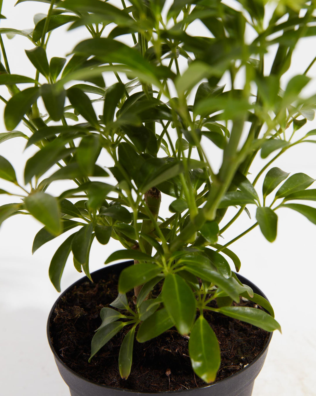 Mini Schefflera Umbrella Tree, Lively Root, Plant, , , , 