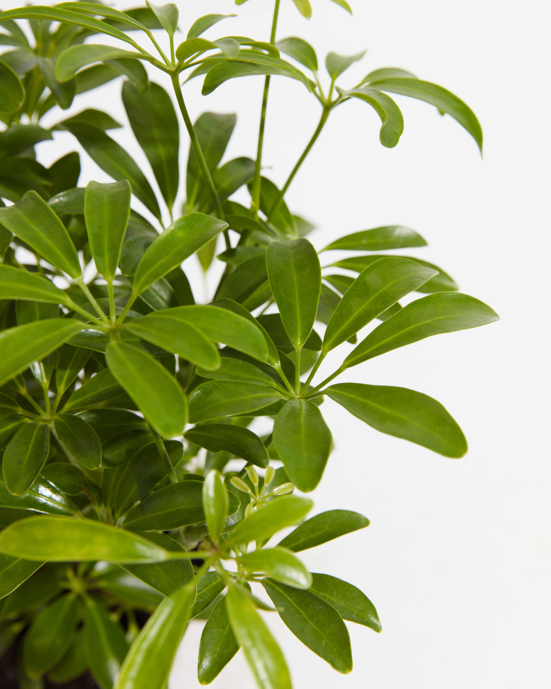 Mini Schefflera Umbrella Tree, Lively Root, Plant, , , , 