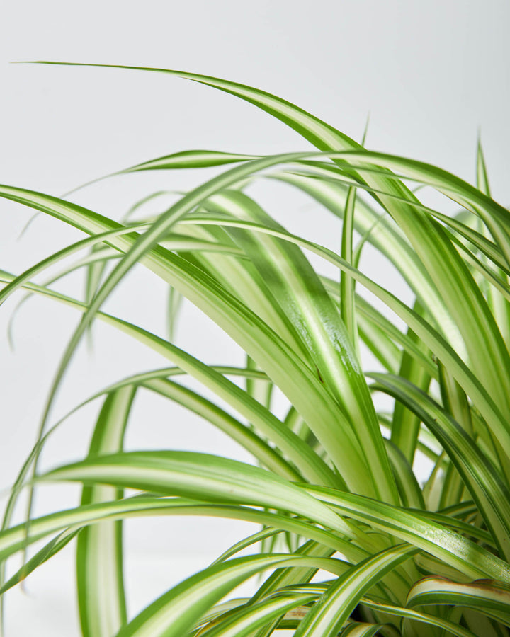 Close-up view of a Variegated Spider Plant houseplant showcasing its long, slender green leaves with distinct white striped variegation, set against a bright, solid white background.