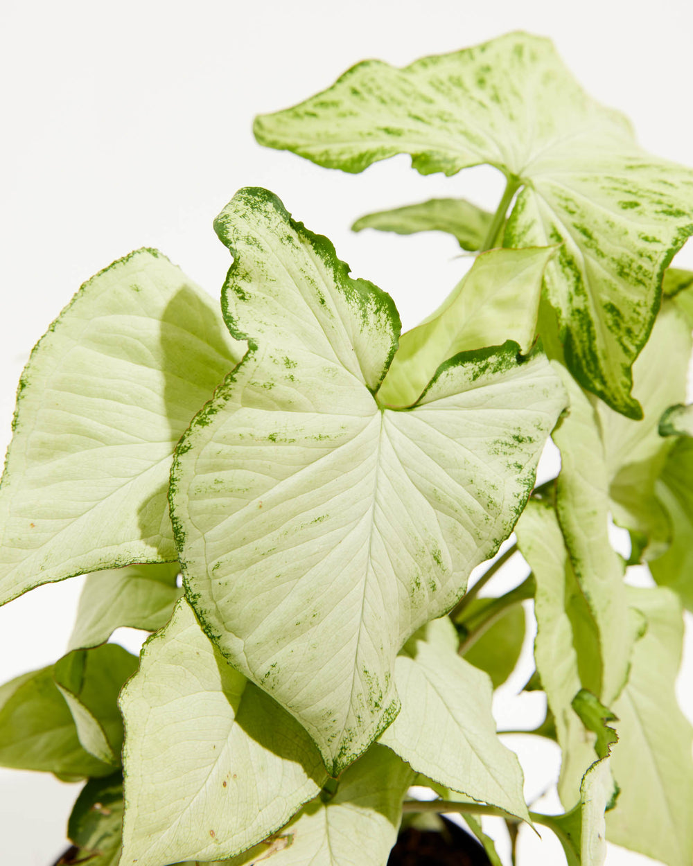 Syngonium Holly Bianco, Lively Root, Plant, , , , 