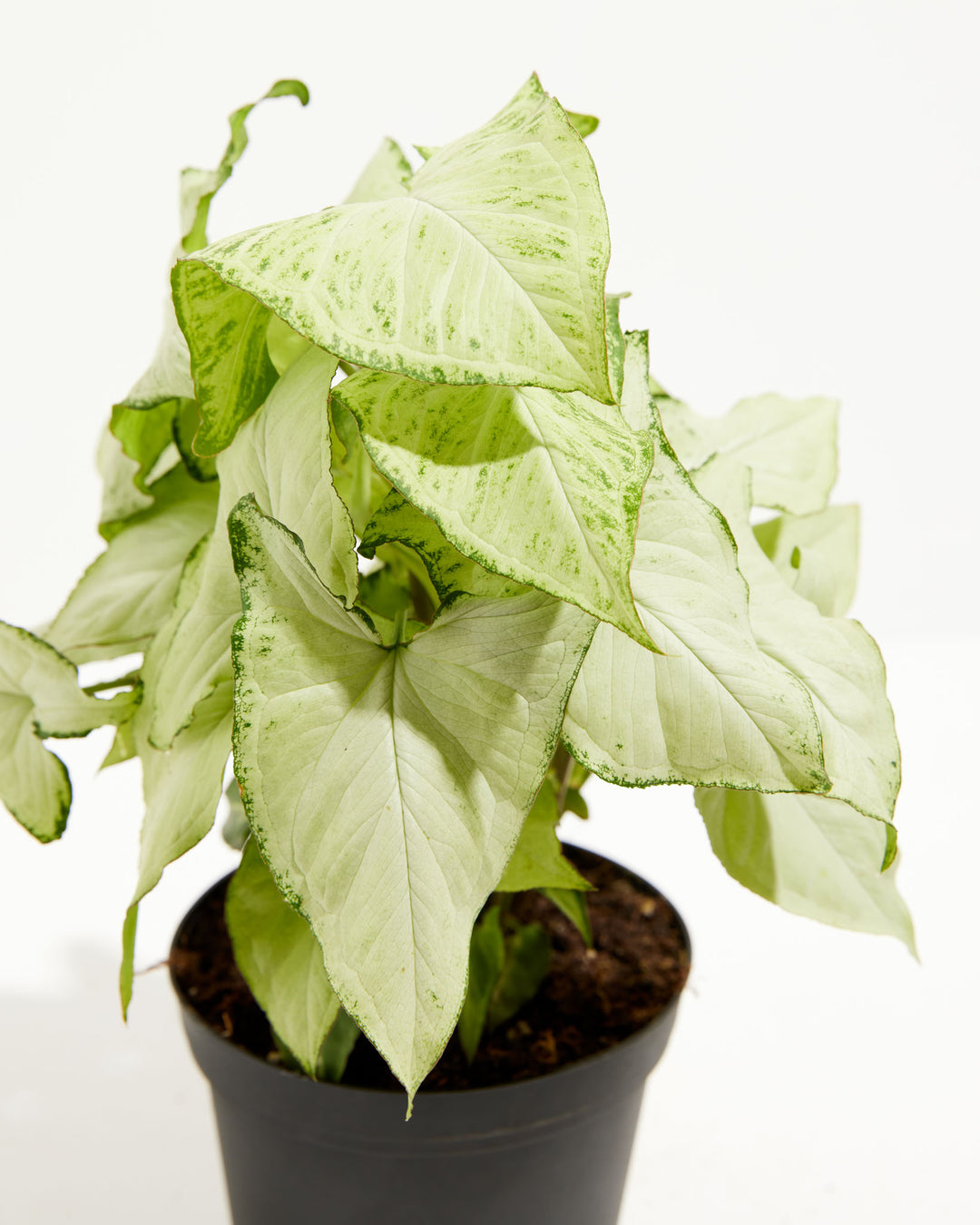 Syngonium Holly Bianco, Lively Root, Plant, , , , 