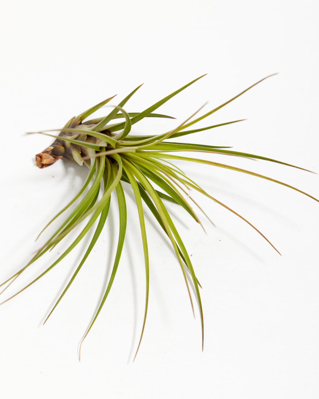 Melanocrater Tricolor Air Plant