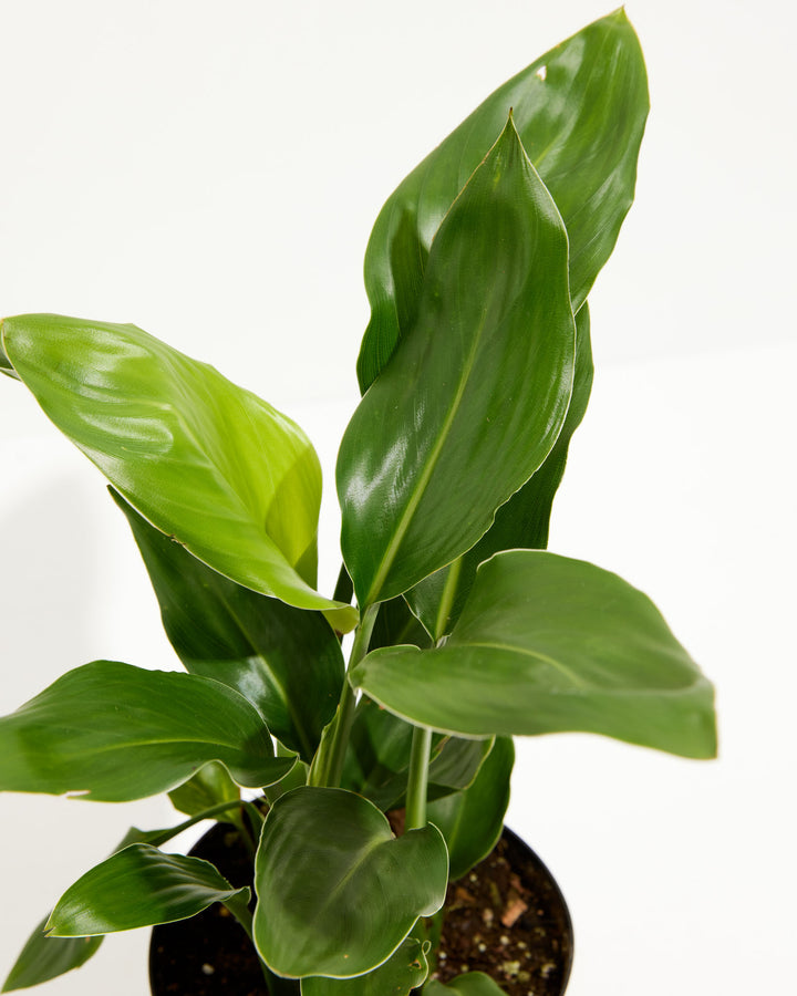 A top-down detailed shot showcasing the vibrant, glossy green upright foliage of an Orange Bird of Paradise plant against a crisp white backdrop.