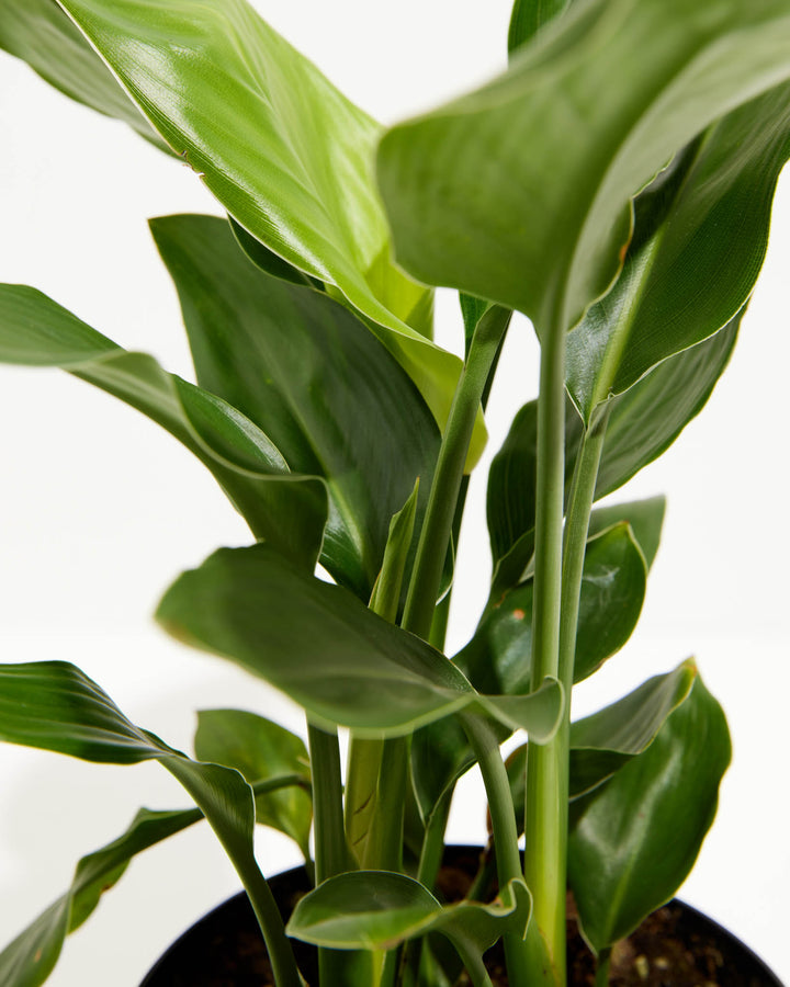 A close-up view focusing on the thick stems and broad, smooth green leaves of an Orange Bird of Paradise plant against a solid white studio background.