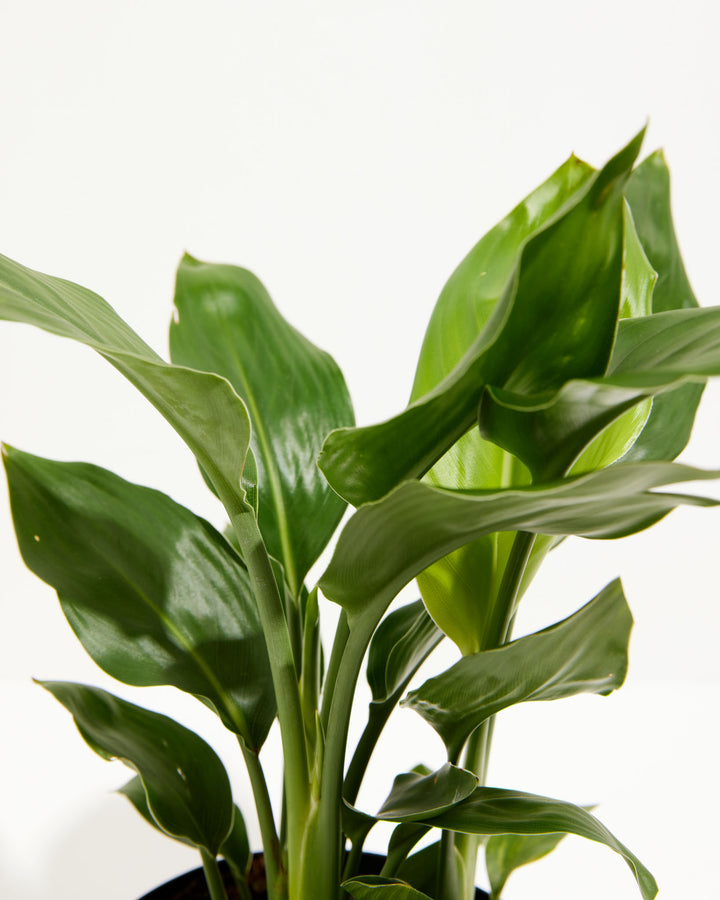 A detailed, bright close-up view capturing the cluster of broad, glossy green leaves and thick stems of an Orange Bird of Paradise plant against a plain white studio background.