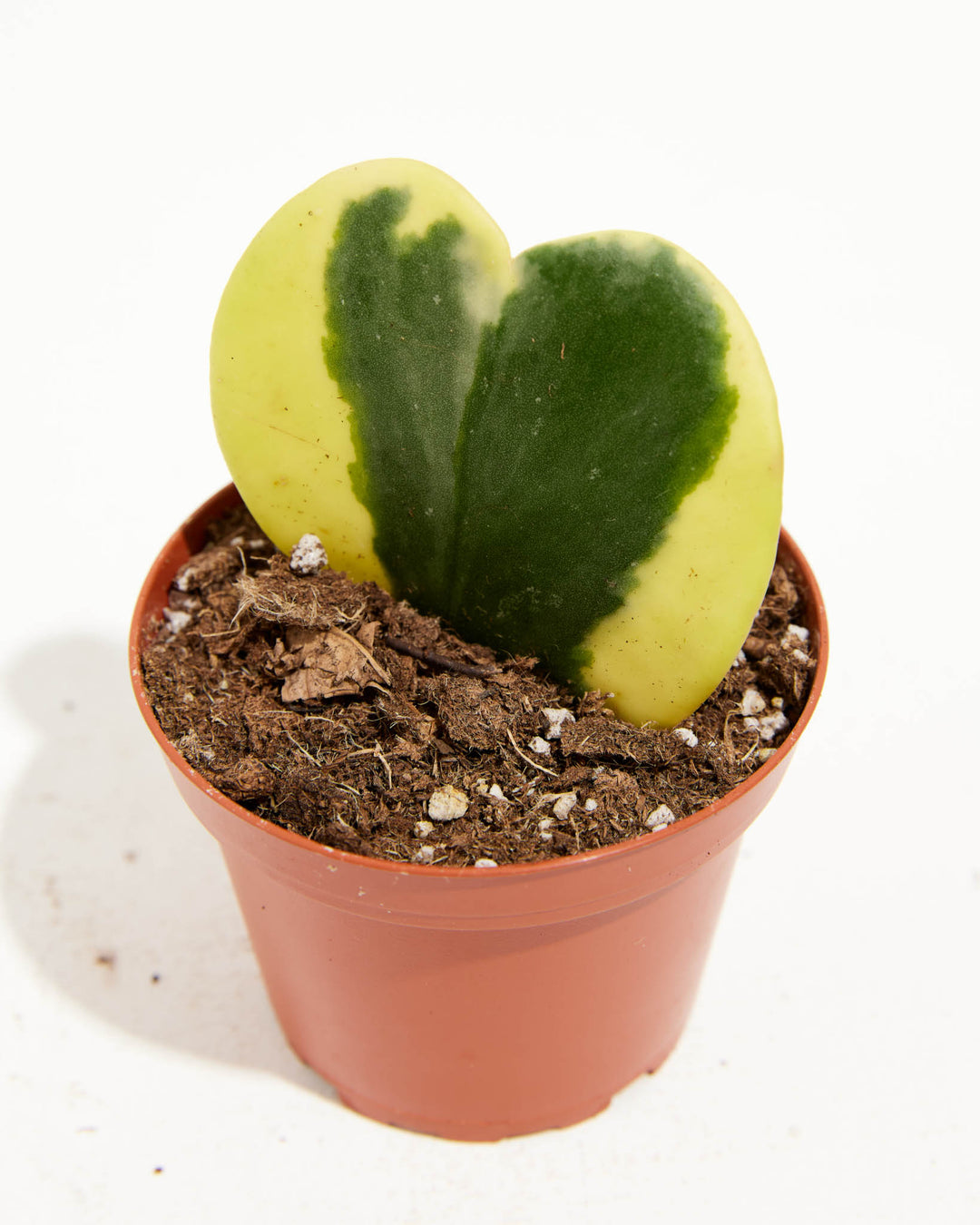 Variegated Hoya Heart, Lively Root, Plant, , , , 