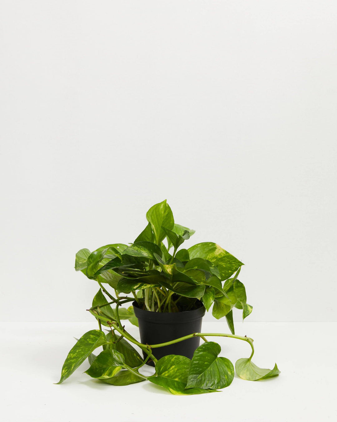 A full view of a small Golden Pothos plant featuring heart-shaped green leaves with yellow variegation and trailing vines, presented in a black grower pot against a white background.