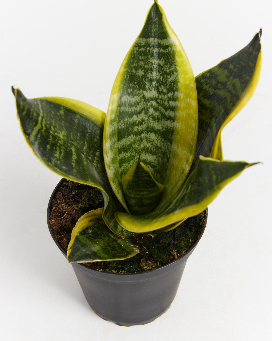 Close-up top view of Snake Plant leaves highlighting their waxy texture and bold variegation