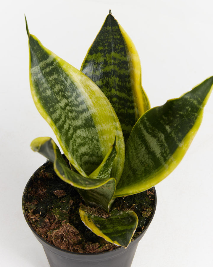 Overhead view of Sansevieria Futura Superba showing the symmetrical fan-like arrangement of leaves