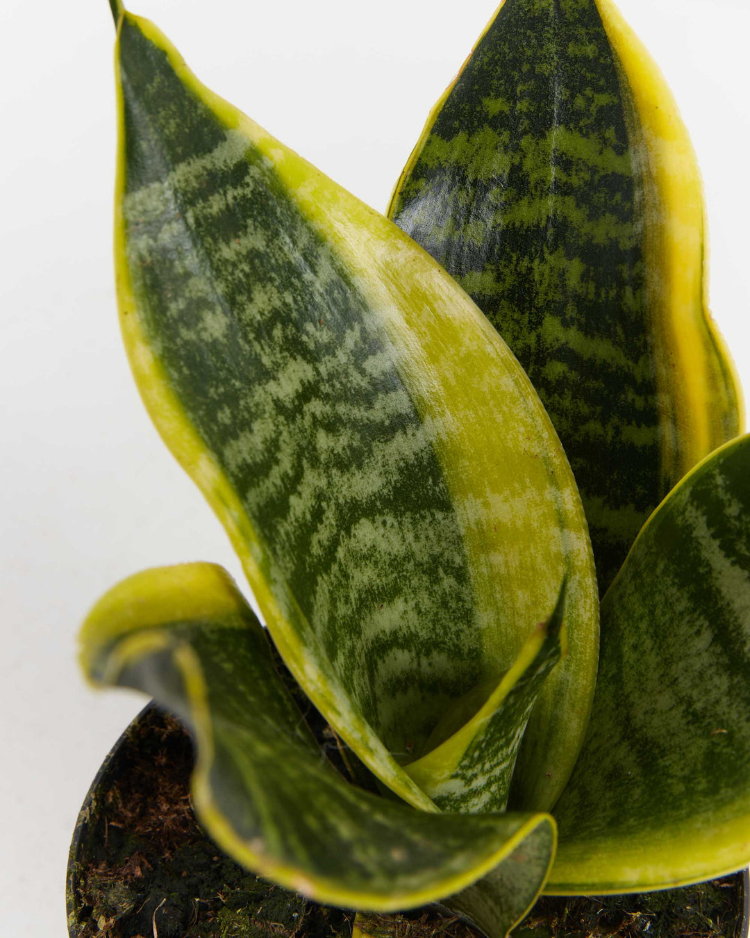 Macro detail of Sansevieria Futura Superba leaf edges showing the gradient from green to golden yellow