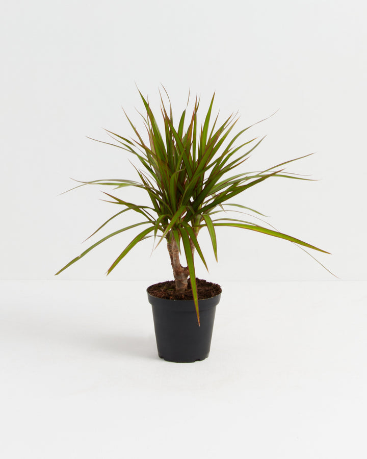 Marginata Cane Dragon Tree (Dracaena), Lively Root, Plant, Size, Small, , 