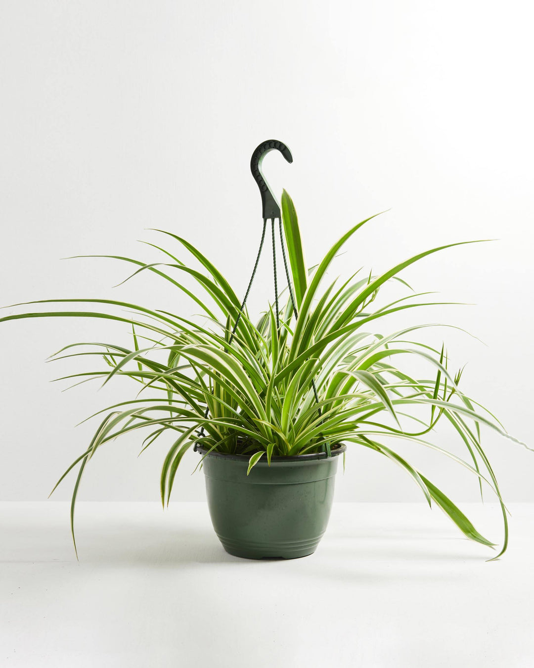 A Spider Plant featuring long, slender green leaves with distinct white variegated margins, housed in a dark green plastic grower hanging pot with a matching plastic hanger against a clean white background.