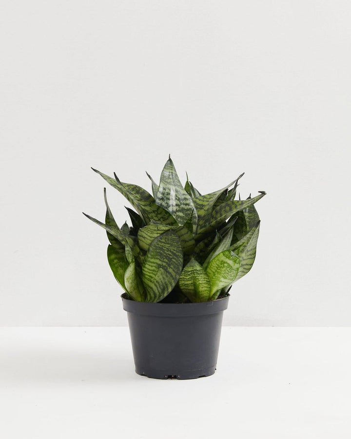 Robusta Snake Plant, Lively Root, Plant, Size, Medium, , 