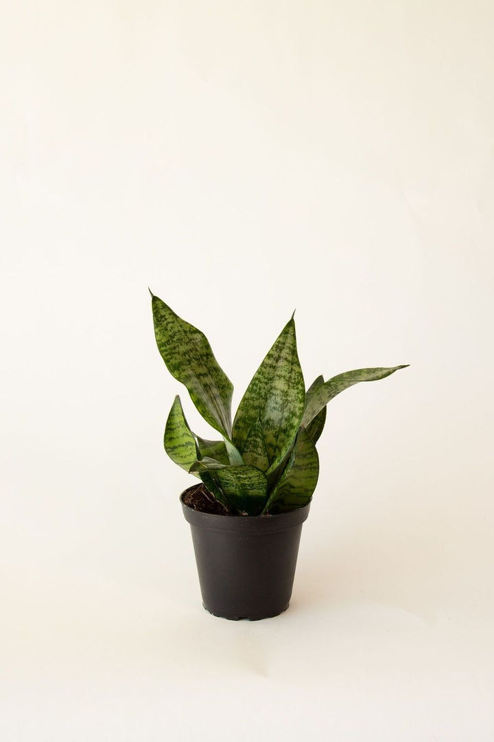 Robusta Snake Plant, Lively Root, Plant, Size, Small, , 